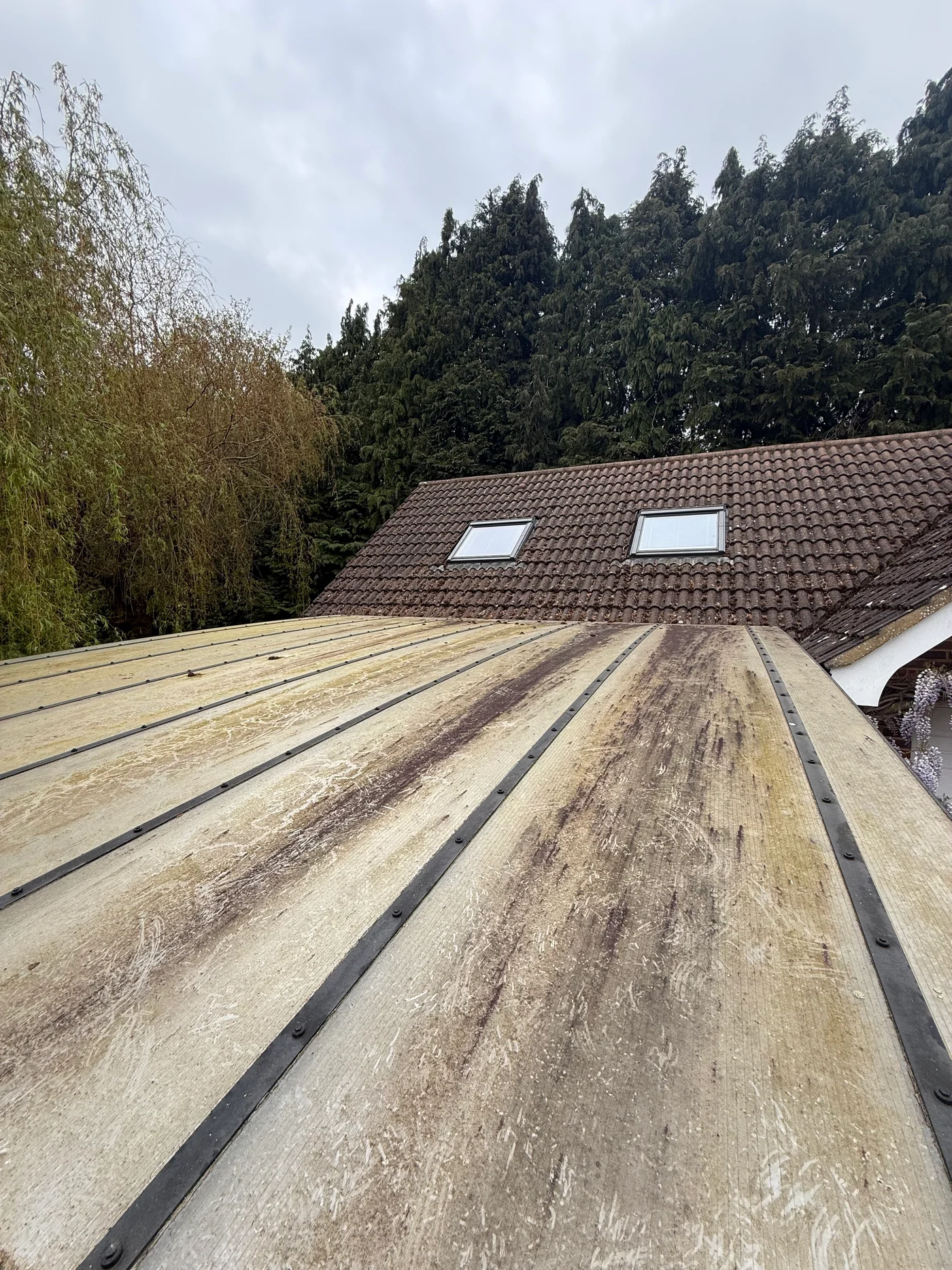 Conservatory polycarbonate roof covered in algae, grime and debris before cleaning