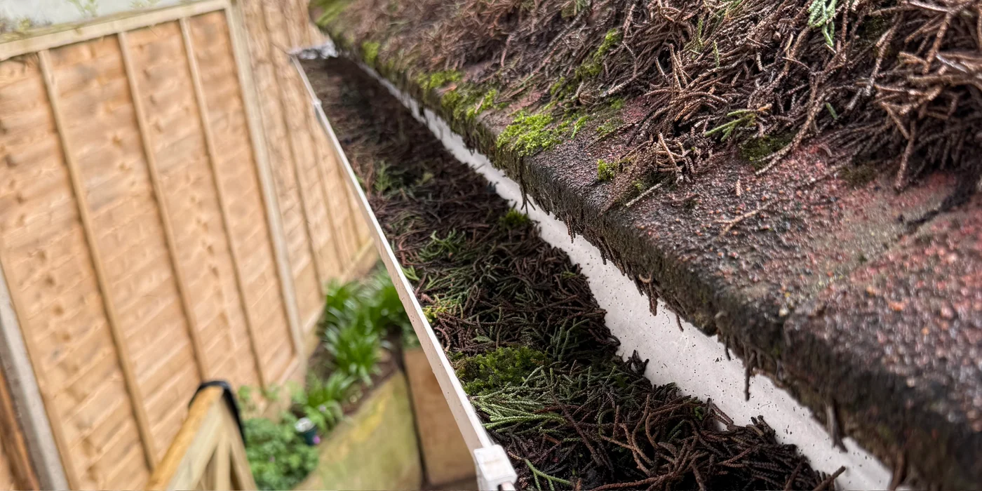White gutter completely filled with moss and conifer debris before clearing